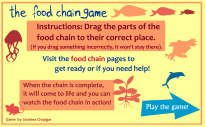 food chain critical thinking questions