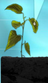 What Plants Need Screenshot