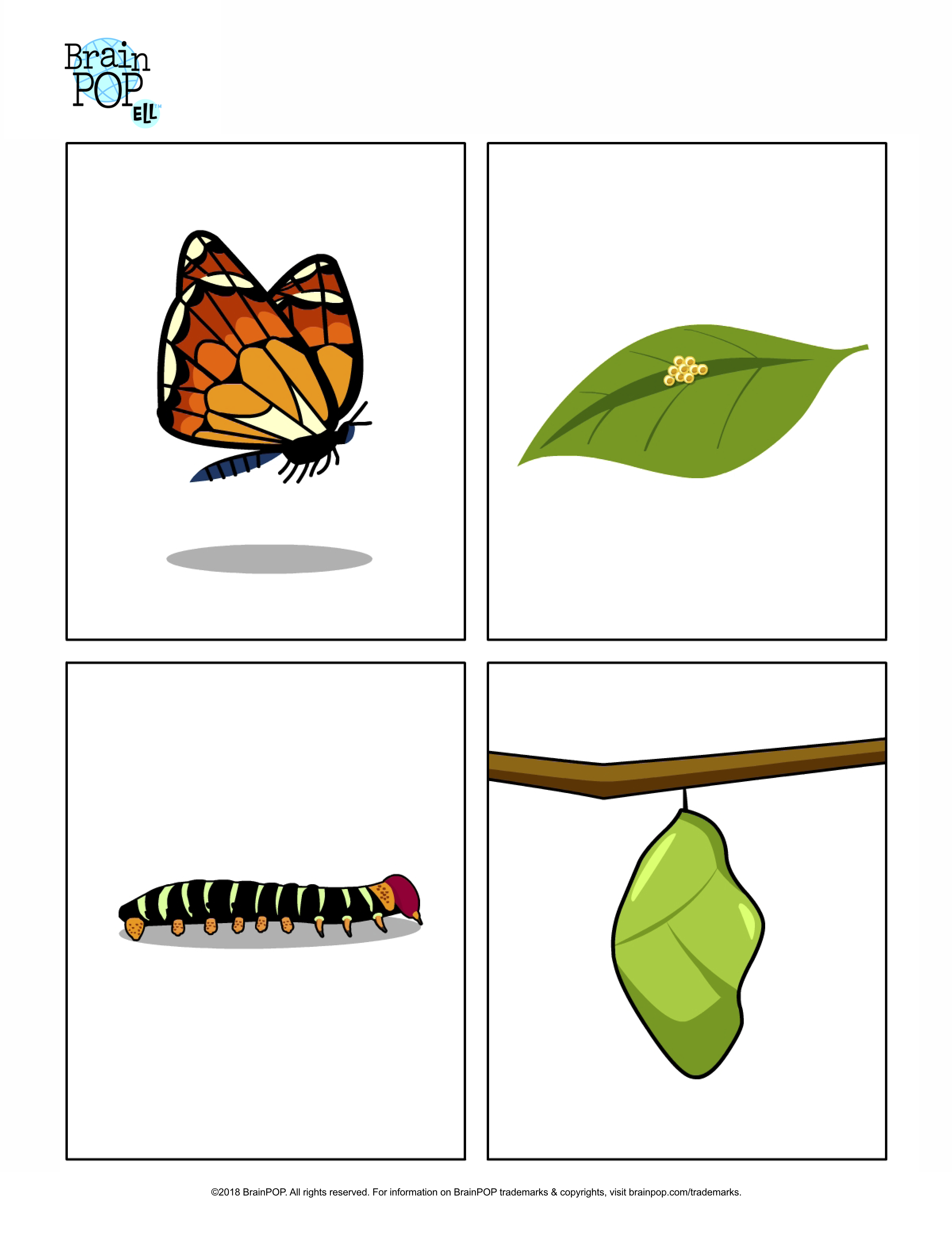 Butterfly Life Cycle Preschool Printable